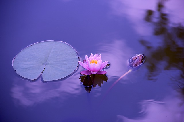 wpid-lotus_1205631_640_640