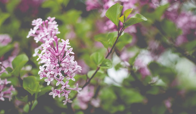 lilac_1557618_640_640