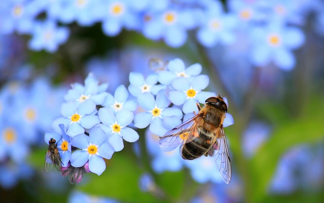 Pixabay/cocoparisienne forget_me_not_257176_640_640