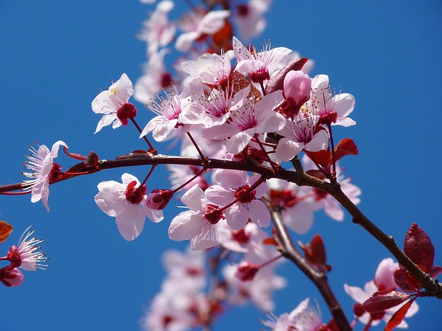 almond-blossom-5378_640