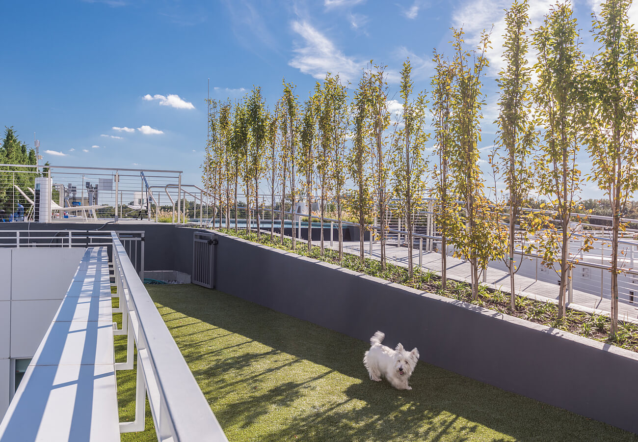 Rooftop dog park at Fifty Three Thirty Three Apartments with turf run, trees, and city views.