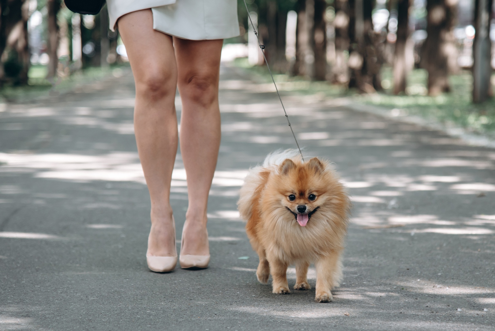 Pet